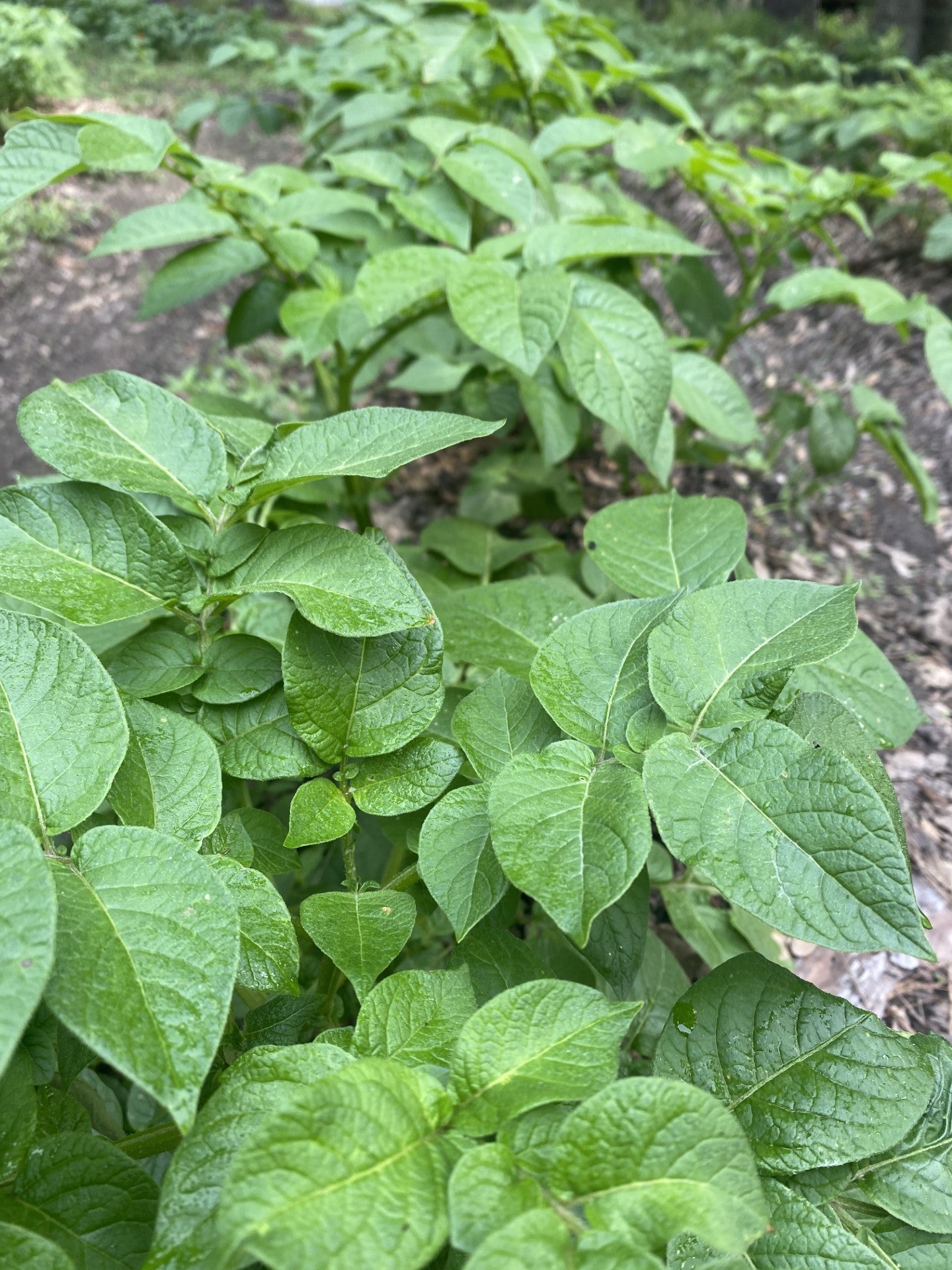 Red Potato Growing Guide – Bon Vivre