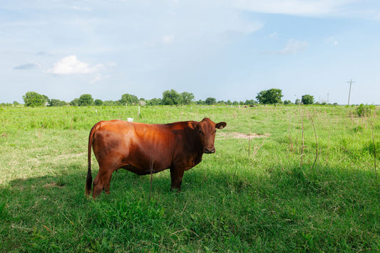 REGENERATIVE WHOLE COW DEPOSIT